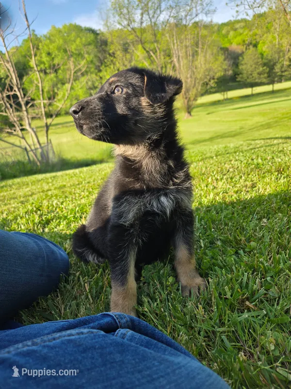 Rex – German Shepherd Dog puppy for sale in West Lafayette, OH