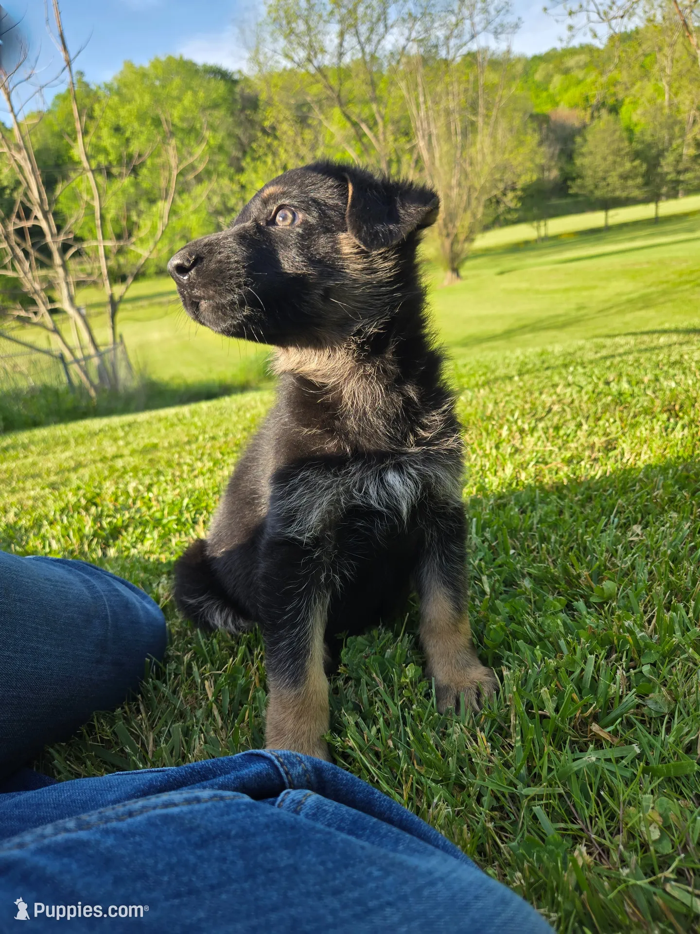 Rex, a male German Shepherd Dog for sale in West Lafayette, OH – 1 of 9