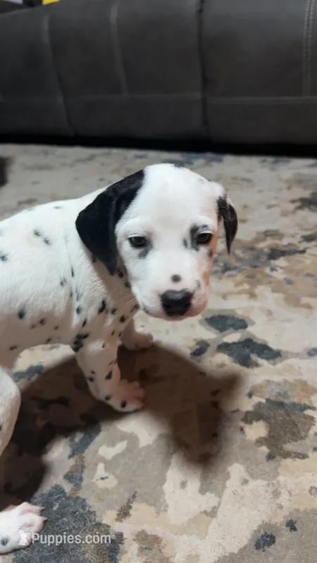 Earhart – Dalmatian puppy for sale in Branford, FL