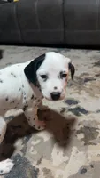Earhart, a female Dalmatian for sale in Branford, FL – 1 of 9