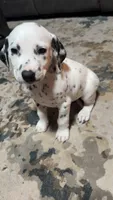 Checkers , a male Dalmatian for sale in Branford, FL – 3 of 5