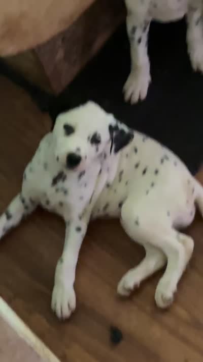 Zoey, a female Dalmatian for sale in Branford, FL – 9 of 9