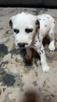 Marley, a male Dalmatian for sale in Branford, FL – 7 of 7