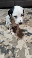Earhart, a female Dalmatian for sale in Branford, FL – 6 of 9