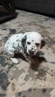 Speckles, a female Dalmatian for sale in Branford, FL – 2 of 7