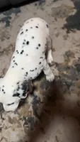 Marley, a male Dalmatian for sale in Branford, FL – 6 of 7