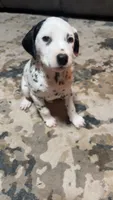 Earhart, a female Dalmatian for sale in Branford, FL – 5 of 9
