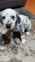 Speckles, a female Dalmatian for sale in Branford, FL – 1 of 7