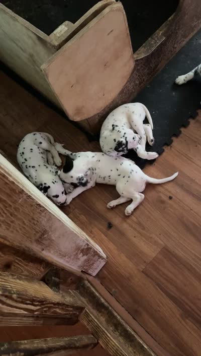 Zoey, a female Dalmatian for sale in Branford, FL – 7 of 9
