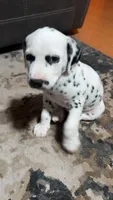 Marley, a male Dalmatian for sale in Branford, FL – 1 of 7