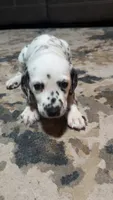 Speckles, a female Dalmatian for sale in Branford, FL – 3 of 7
