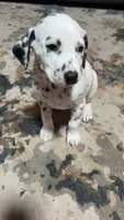 Checkers , a male Dalmatian for sale in Branford, FL – 5 of 5