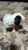 Earhart, a female Dalmatian for sale in Branford, FL – 4 of 9