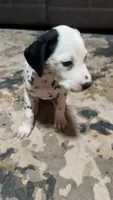 Earhart, a female Dalmatian for sale in Branford, FL – 3 of 9