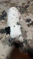 Earhart, a female Dalmatian for sale in Branford, FL – 8 of 9
