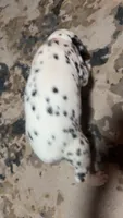 Speckles, a female Dalmatian for sale in Branford, FL – 5 of 7