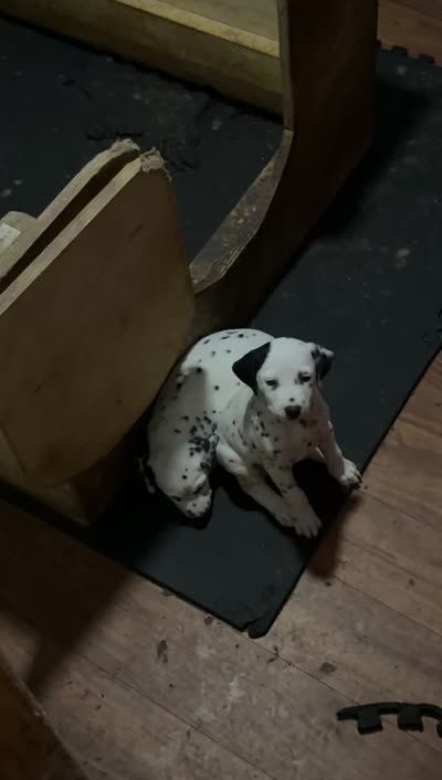 Earhart, a female Dalmatian for sale in Branford, FL – 9 of 9