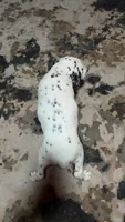 Checkers , a male Dalmatian for sale in Branford, FL – 4 of 5