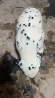 Marley, a male Dalmatian for sale in Branford, FL – 4 of 7