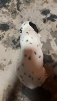 Earhart, a female Dalmatian for sale in Branford, FL – 7 of 9
