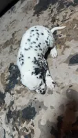 Speckles, a female Dalmatian for sale in Branford, FL – 6 of 7