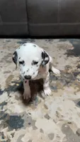 Checkers , a male Dalmatian for sale in Branford, FL – 1 of 5
