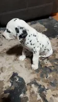 Marley, a male Dalmatian for sale in Branford, FL – 3 of 7