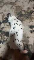 Marley, a male Dalmatian for sale in Branford, FL – 5 of 7