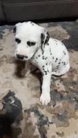 Marley, a male Dalmatian for sale in Branford, FL – 2 of 7