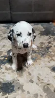 Checkers , a male Dalmatian for sale in Branford, FL – 2 of 5