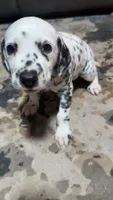 Speckles, a female Dalmatian for sale in Branford, FL – 4 of 7