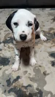Earhart, a female Dalmatian for sale in Branford, FL – 2 of 9