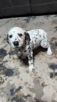 Speckles, a female Dalmatian for sale in Branford, FL – 7 of 7