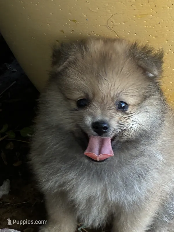 Duncan – Pomeranian puppy for sale in Blue Mountain, MS