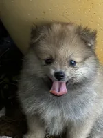 Duncan, a male Pomeranian for sale in Blue Mountain, MS – 1 of 4