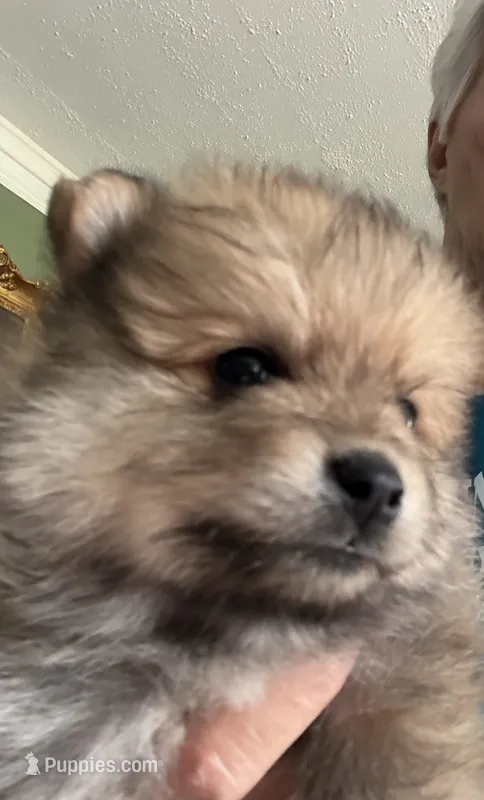 Duncan – Pomeranian puppy for sale in Blue Mountain, MS