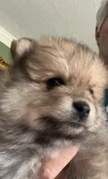 Duncan, a male Pomeranian for sale in Blue Mountain, MS – 1 of 3