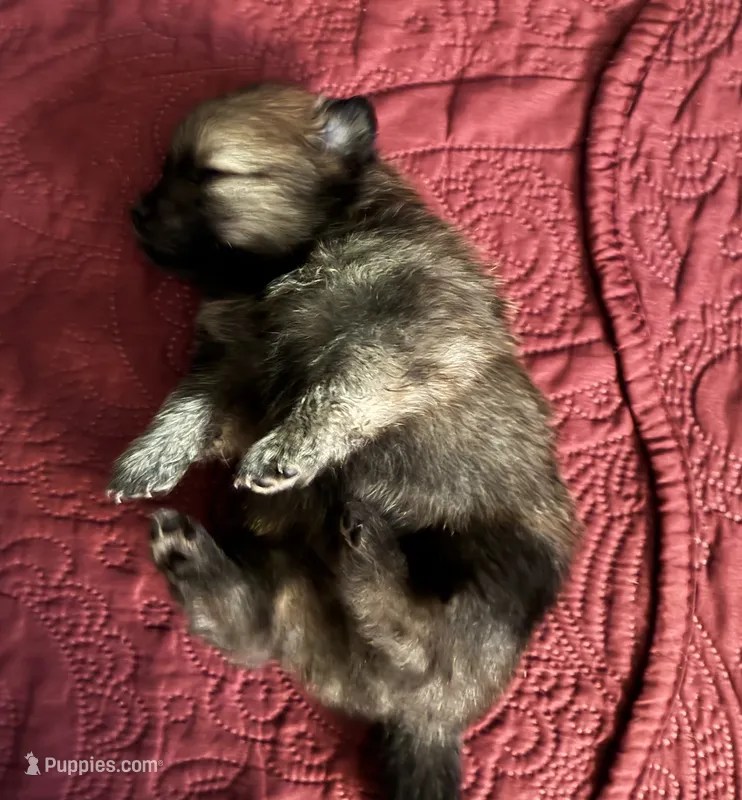 Bachelor – Pomeranian puppy for sale in Blue Mountain, MS