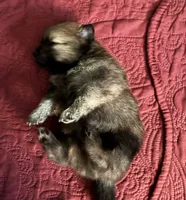 Bachelor, a male Pomeranian for sale in Blue Mountain, MS – 1 of 3