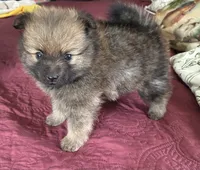 Duncan, a male Pomeranian for sale in Blue Mountain, MS – 2 of 3
