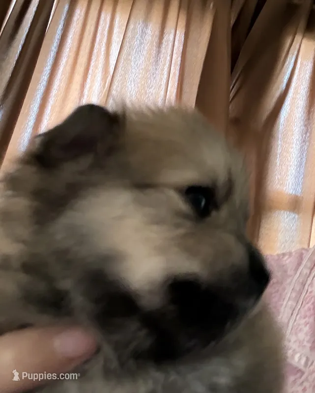 Malcolm – Pomeranian puppy for sale in Blue Mountain, MS