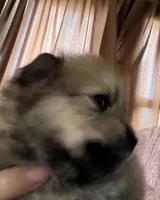 Malcolm, a male Pomeranian for sale in Blue Mountain, MS – 1 of 3
