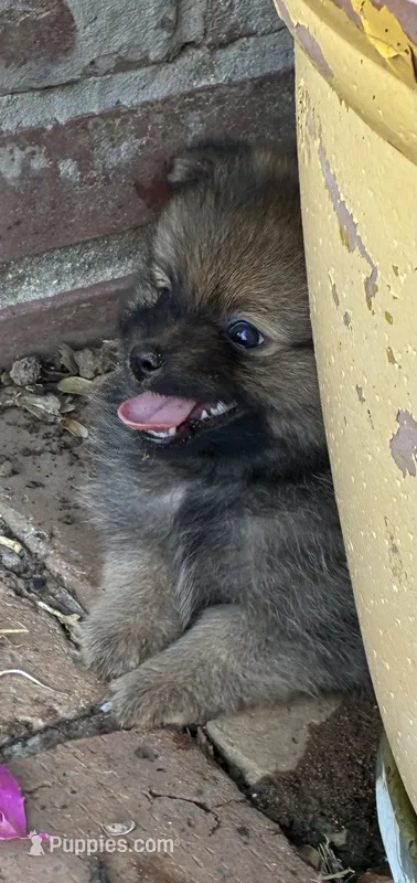 Bachelor – Pomeranian puppy for sale in Blue Mountain, MS