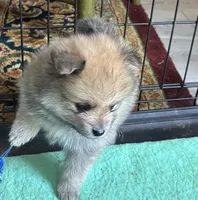 Malcolm, a male Pomeranian for sale in Blue Mountain, MS – 3 of 3