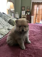 Duncan, a male Pomeranian for sale in Blue Mountain, MS – 3 of 3