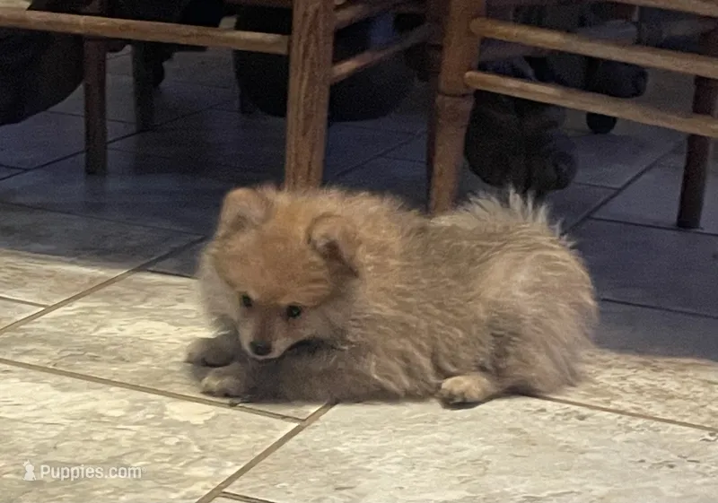 Malcolm – Pomeranian puppy for sale in Blue Mountain, MS