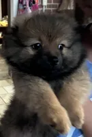 Bachelor, a male Pomeranian for sale in Blue Mountain, MS – 5 of 5