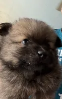 Bachelor, a male Pomeranian for sale in Blue Mountain, MS – 3 of 3