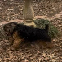 Paul, a male Border Terrier for sale in Blue Mountain, MS – Photo 2 of 5