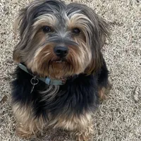 Paul, a male Border Terrier for sale in Blue Mountain, MS – Photo 4 of 5